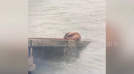 Wild walrus relaxes on boat ramp in Wales