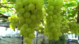 An old farmer's little vineyard in Vietnam earns him $10,000 a year