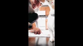 'Corgi Mom Tries the 'Saran Wrap & Peanut Butter' Hack to Distract Dog, Erupts in Laughter Instead'