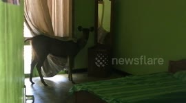 Sambar deers using mirror to looking face  at wilpattu national park