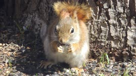 Cute Red Squirrel having an afternoon snack on my lawn! Always on the look out for that nasty hawk.