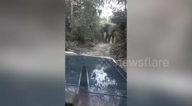 Driver comes face-to-face with wild elephant blocking rural road