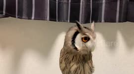 Pet baby owl compresses feathers after owner switches light on during the night
