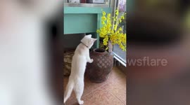 Naughty pet cat jumps in and out of a jar to tease another moggie