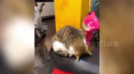 Tired cat curls up on top of motorcycle while sleeping soundly