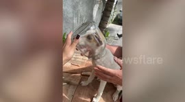 Woman rescues stray dog with its head stuck in a glass jar