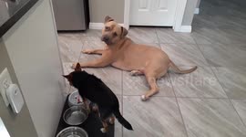 Pitbull dog bullied by chihuahua over water and food bowl