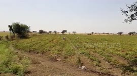 Farmers toss away tomatoes after incurring huge losses in central India