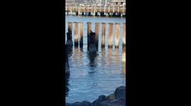 Beautiful Kingfisher at - Ruston Way - Foss Waterway, Tacoma Wa