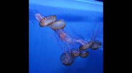 Satisfying Jellyfish Video