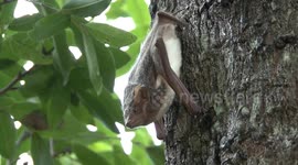 A close-up view of cute Mauritian Tomb Bats clinging to a tree trunk