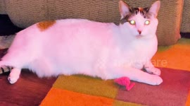 My first pet cat Jilsa. Doing much better after I switched her to mainly wet cat food