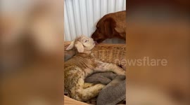 Footage shows the amazing bond between a labrador and a little lamb