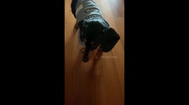 Puppy with incredible skill with a short arm. So cute!! I can't even