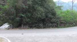 Thousands of monkeys sterilised to control surging population in Thailand