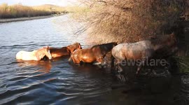 A herd of wild horses are caught splashing through a deep river