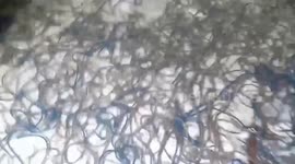 Terrified residents find thousands of worms washed up on beach in Philippines