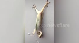 Oddly adorable footage shows gecko hanging upside down while stuck on a wall