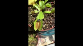 'Fly Falls into the Trap of Venus Flytrap and Becomes its Meal'