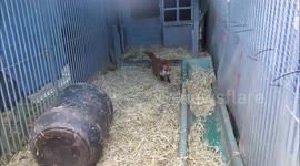 A man adopted an orphaned fox cub after it crawled into his jacket sleeve for a nap - and now it is the perfect house pet