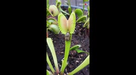 'Venus Flytrap Brutally Snatches a Beetle for its Next Meal'