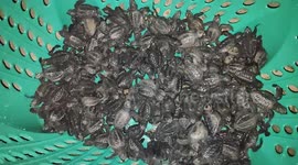 Turtle hatching  in cuddalore silver beach