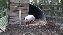Clever pig escapes the chop by leap-frogging out of a trailer