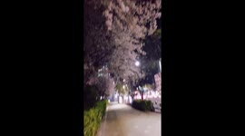 April night beautiful pink flower road in seoul south Korea