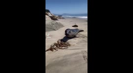 Touching encounter with northern elephant seal pup. He approached us, said hello....and put his head on my foot.  Santa Barbara CA