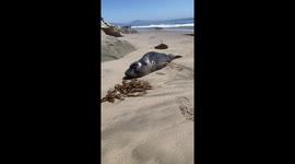 Cute seal pup on beach in Santa Barbara wants to say hello and play