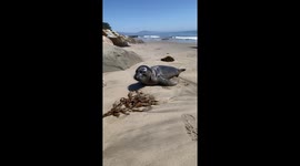 Cute seal pup approached us on the beach and said hello... a touching encounter