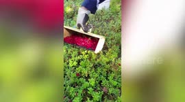 Farmer uses handy tool made of wood and string to pick dozens of wild cherries