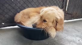 Golden retriever struggles to fit inside basin after hellacious effort