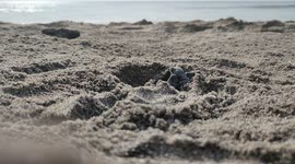 Olive ridley Sea turtles recorded the chicks going to sea today