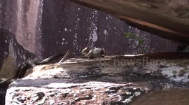 Introducing the tiny Narbalek – a kind of tiny Rock Wallaby from Australia