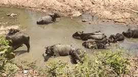 Buffaloes save cowherd's life after tigress attacks him in central India