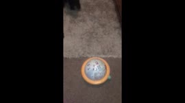 Puppy’s first time with a baby music toy. Which doesn’t have the same soothing effect