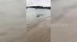 This is the incredible moment a shark caused a stir on a packed Australian beach after swimming into the shallows.