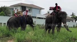 Weary elephants make 300-mile walk home as tourism industry struggles in Thailand