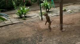 Animal rights group calls for Thai zoo with neglected animals to be closed down