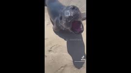 Adorable Elephant seal pup hanging out on the beach wants to say hello!