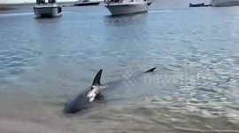 Disoriented shark in Australia beaches itself