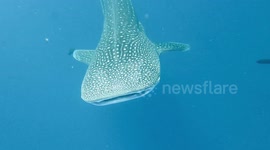 i'm doing scuba diving with whale shark in Okinawa before 2 years go