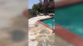 Well trained pitbull leaps from a diving board when her owner shouts 