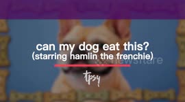 What Foods Are Toxic to Your Dogs?