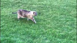 Cat walking like a panther in backyard, surveying his territory