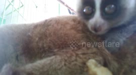 ASMR Sound of a litle slow rosis with his Mom trying to cuddle