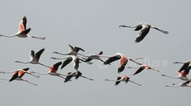 Greater Flamingos in Bhigwan Bird Sanctuary, Pune