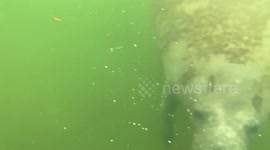Manatee calmly swims by in key largo