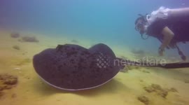 Swim with a Stingray In Negombo, Sri Lanka